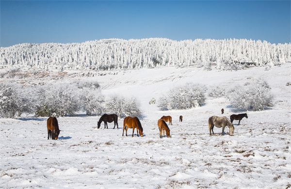 元旦嗨玩攻略 | 持Pass卡奔赴仙女山夢(mèng)幻雪境，開(kāi)啟省錢(qián)盡興之旅！